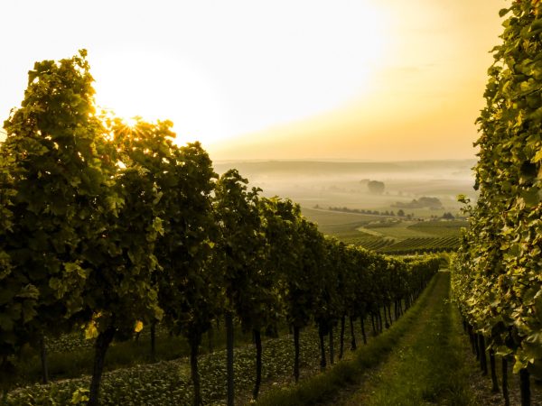 vineyard